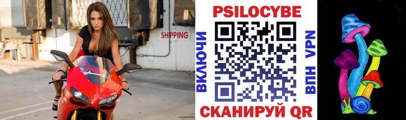 Купить  Лесной  Галлюциногенные грибы Psilocybine cubensis 